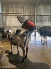 Zhenda Blue Electric Cow Farm Equipment Cow And Cattle Body Brush