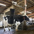 Automatic Safe Cow Body Brush 110v Rotary Cow Brush 42kg Cow Massage Brush